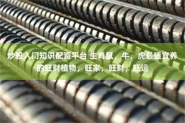 炒股入门知识配资平台 生肖鼠，牛，虎最适宜养的旺财植物，旺家，旺财，旺运